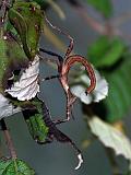 Extatosoma tiaratum 04